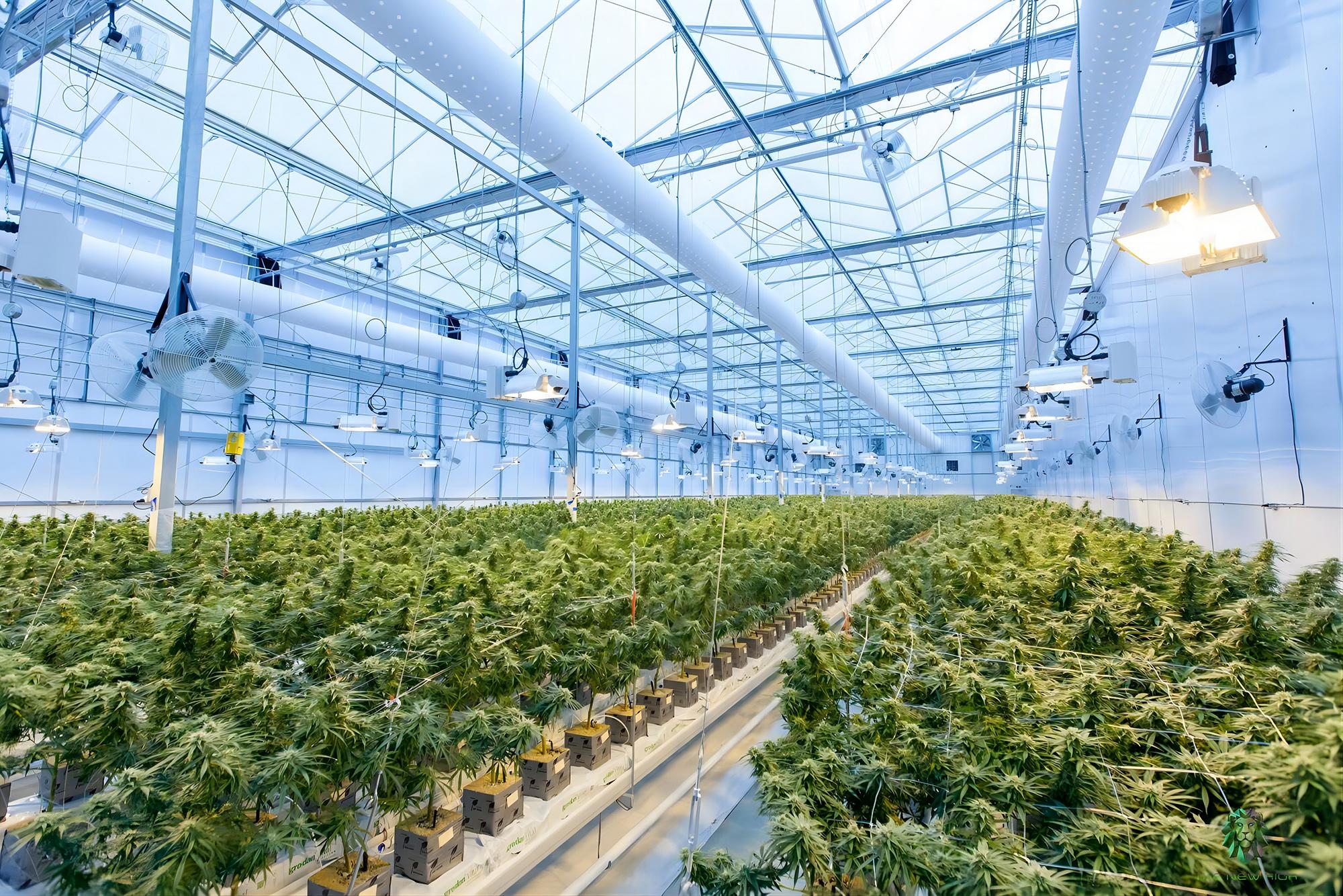 Interior of a large commercial greenhouse with rows of plants under LED grow lights