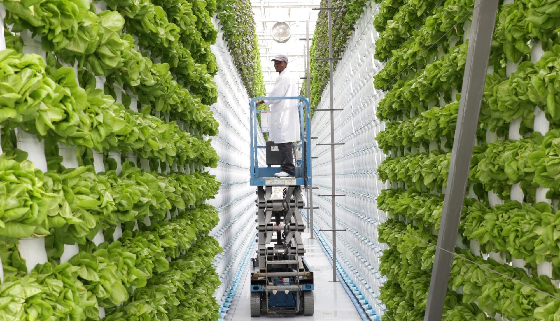 Worker on a scissor lift maintaining tall vertical hydroponic growing towers