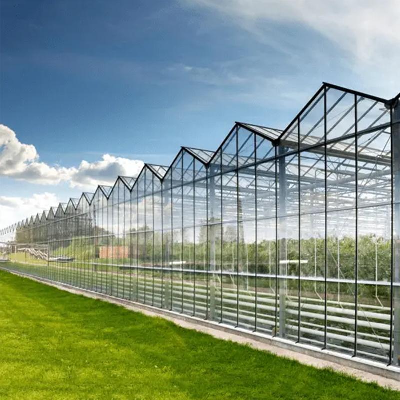 Multi-Span Glass greenhouse