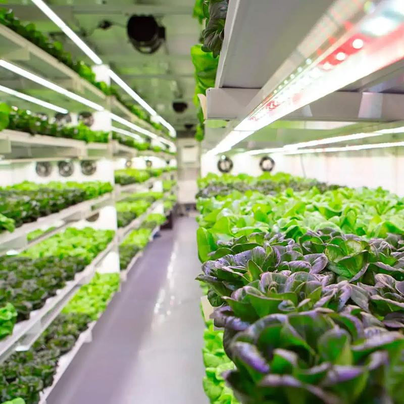 Container Farming Solution for Leafy Vegetables