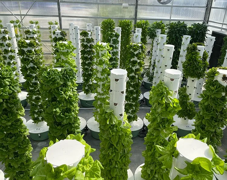Water-Efficient Greenhouse Growing Systems
