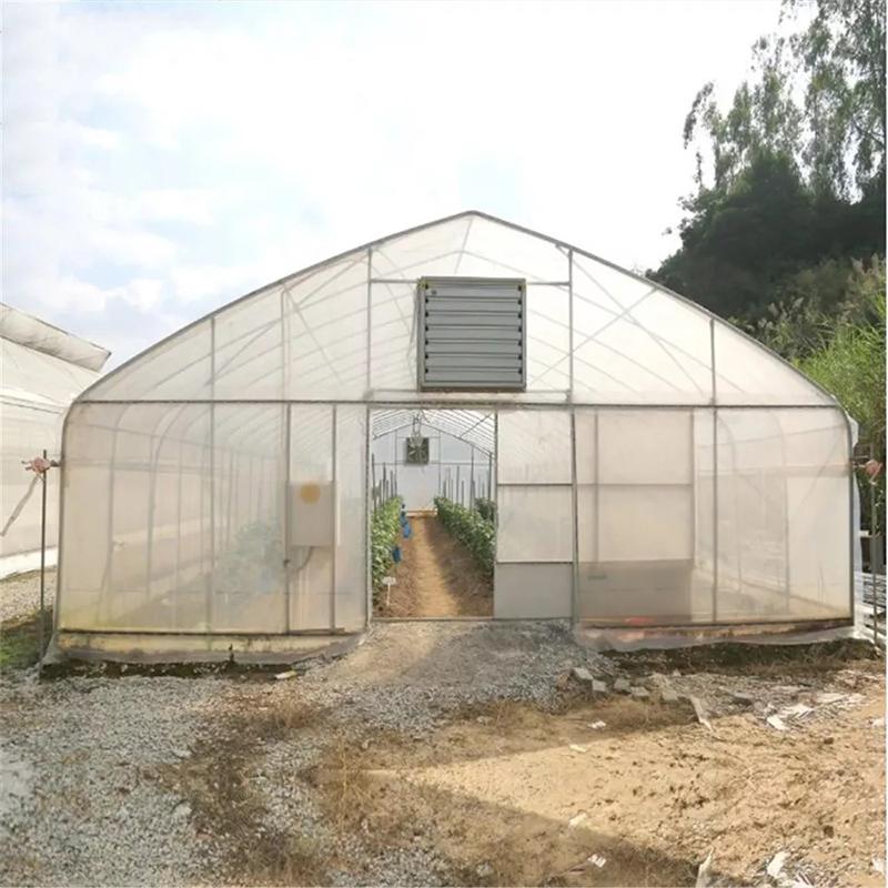 Hot-Dip Galvanizing Frame Single Span Film Tunnel Greenhouse