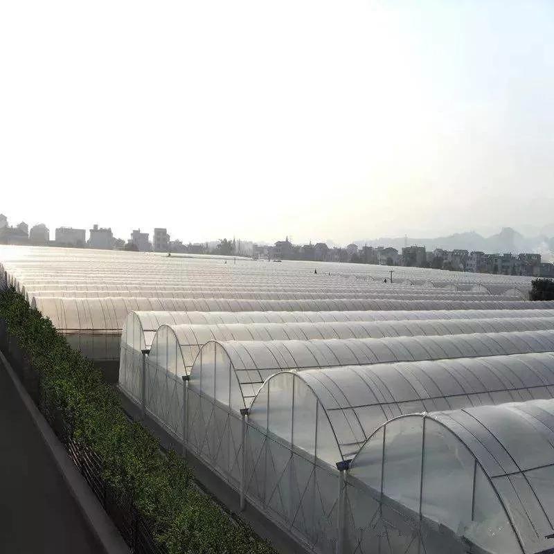 Large Multi Span Film Tunnel Greenhouse