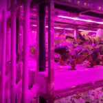 Strawberry Container Farm for Seedling Cultivation