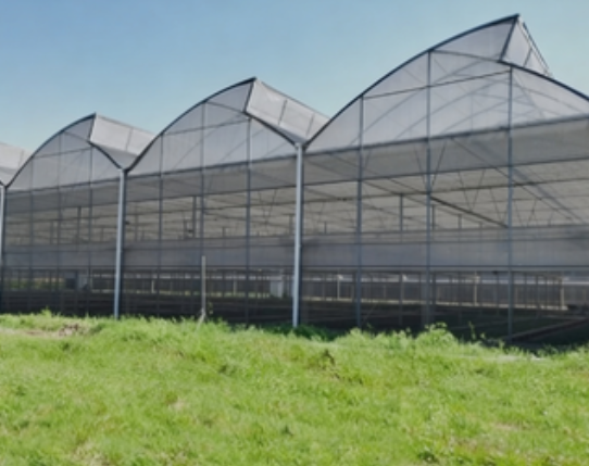 Sawtooth Greenhouse: Maximizing Natural Light in Tropical Zones
