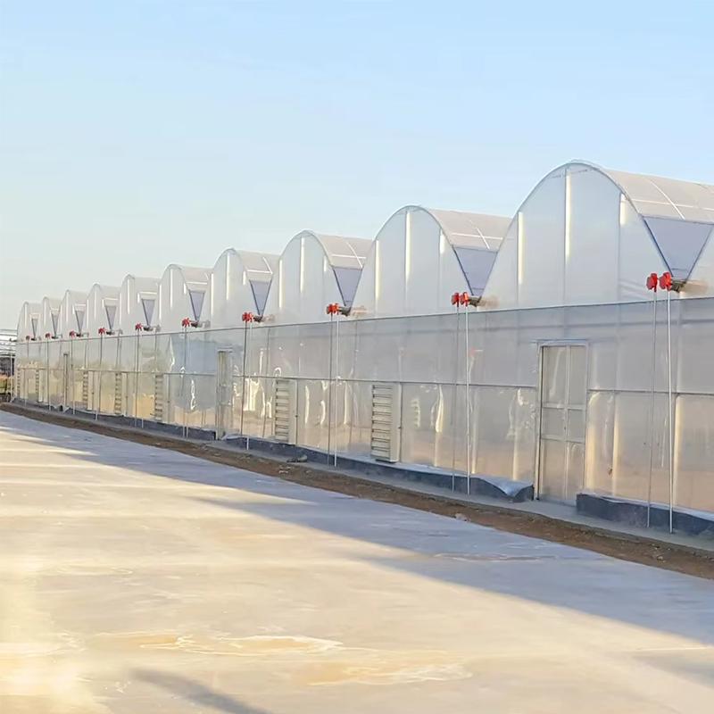 multi span greenhouses