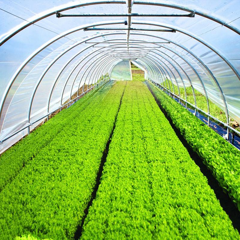 Plastic Film Single Span Greenhouse