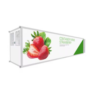 Exploitation rentable de fraises en conteneurs