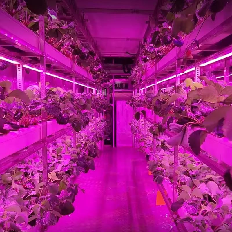 What Is The Life Span Of A 40ft Container Farm? Complete Durability Guide