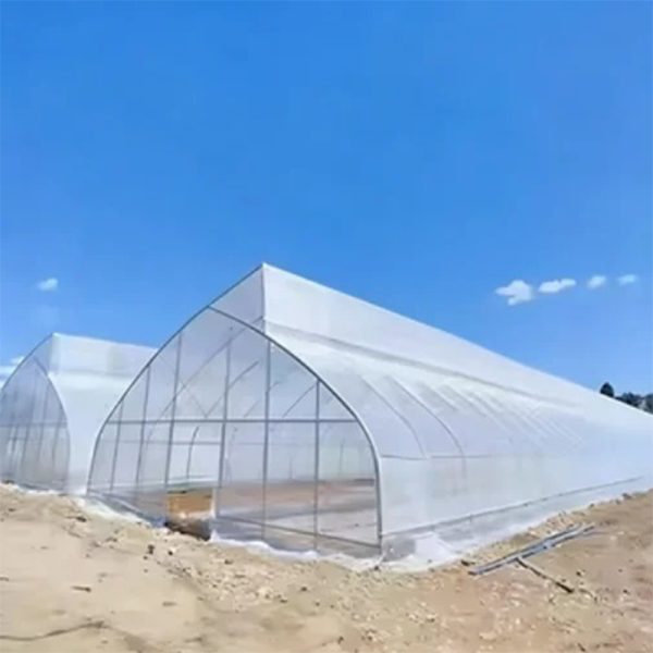 Invernadero a gran escala con estructura en forma de diente de sierra para el cultivo de plantas