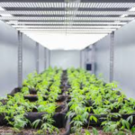 Cannabis Growing Solutions