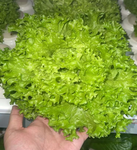 Leafy Vegetable Cultivation Solutions