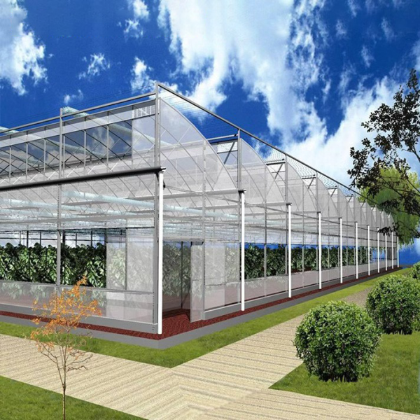 Multi-span film sawtooth greenhouse for vegetable growing