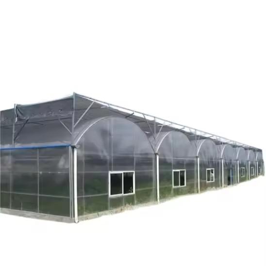 Commercial Polycarbonate Multi Span Greenhouse For Vegetable Tomato Lettuce Growing