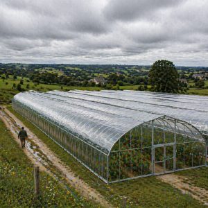 industrial greenhouse for strawberries