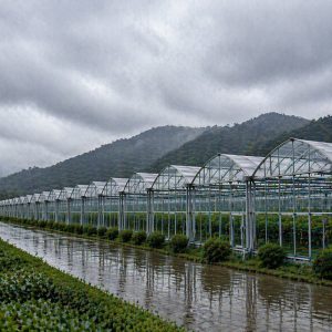 industrial greenhouse for cucumbers