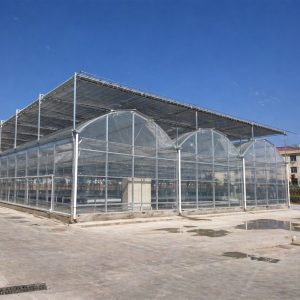 Multi-Span Plastic Film Greenhouse for Vegetables