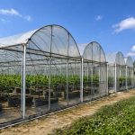Commercial film greenhouse for vegetable growing