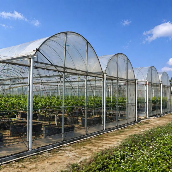 Commercial film greenhouse for vegetable growing