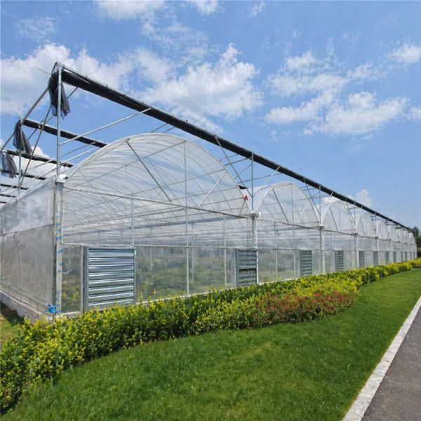 Multi-Span Film Tunnel Greenhouse With Ventilation System