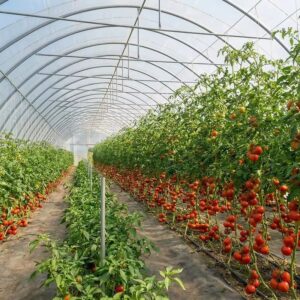 Multi-Span Film Tunnel Greenhouse for Growing Tomatoes