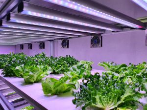 LED grow rack