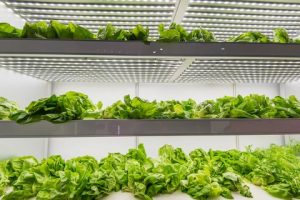 Hydroponic container farm