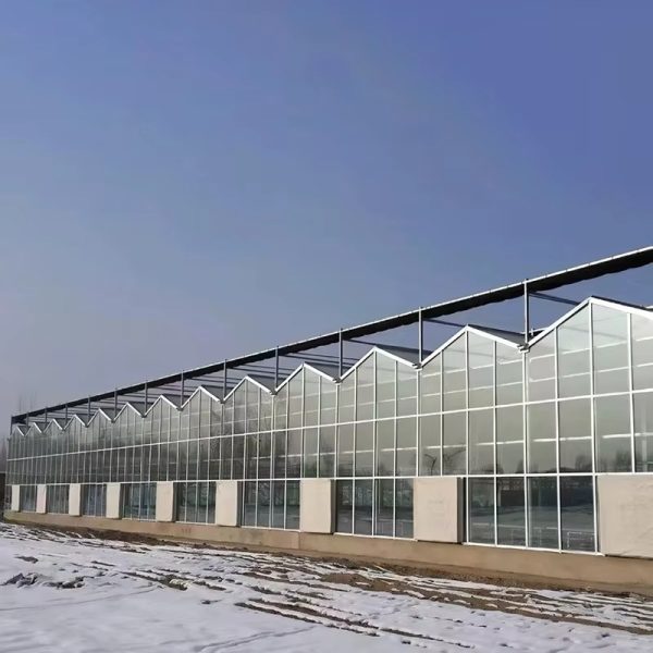 Glass Venlo Greenhouse