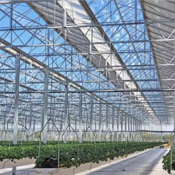 Glass Venlo Greenhouse for Vegetables