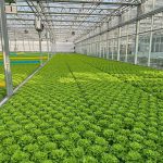Glass Venlo Greenhouse for Vegetables