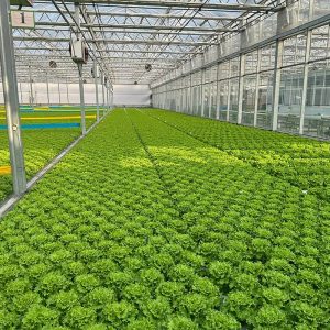 Glass Venlo Greenhouse for Vegetables