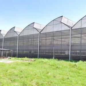 Multi Span Greenhouse For Tulip Flowers