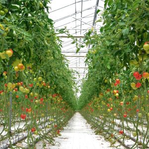 commercial greenhouse for Tomatoes growing