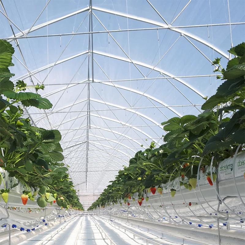 How Do You Plan a Commercial Greenhouse for Design, Cost and Growing Systems?