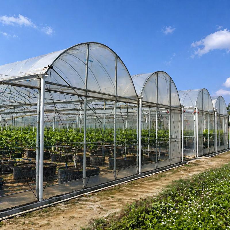 Standard Greenhouse Sizes for Commercial Farming: From Small Tunnels to Multi Span Greenhouses