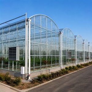 Multi span greenhouse for vegetable farming