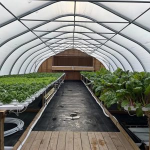 Tunnel film greenhouse used for vegetable farming