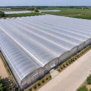 Multi span plastic film greenhouse complex