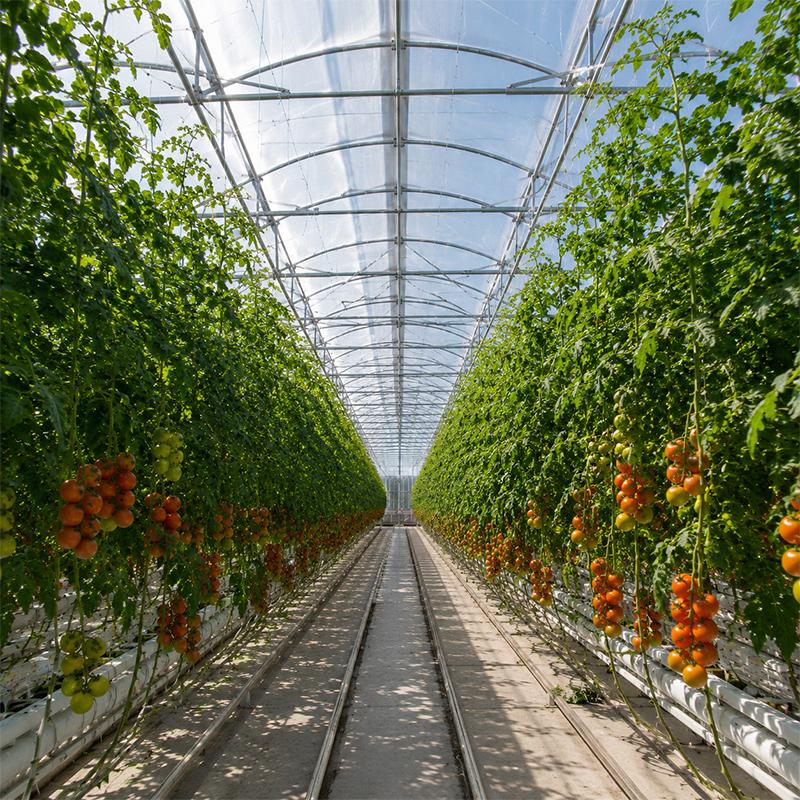 Commercial Greenhouse Guide: Design, Cost and Growing System