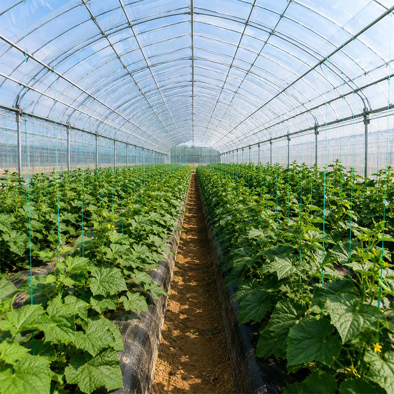 How Do Greenhouse Designs Improve Crop Growth Through Layout, Ventilation and Climate Control?