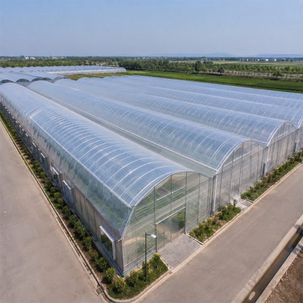 Commercial multi span greenhouse with ventilation system