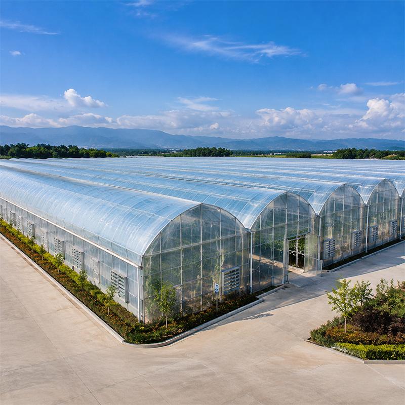 UV Resistant Multi-Span Plastic Film Greenhouse for Vegetables