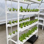 Commercial vertical NFT hydroponic system for greenhouse farming