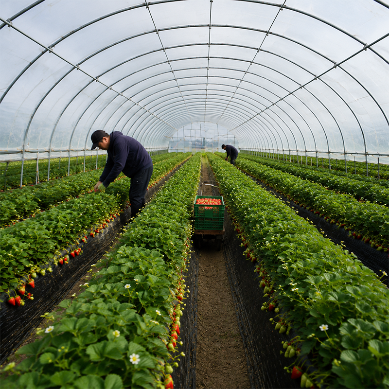 Smart Greenhouse Automation Systems for Modern Farming