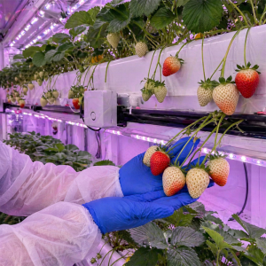 用于全年生产的室内草莓容器种植系统