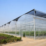 Commercial multi span greenhouse for large scale vegetable production