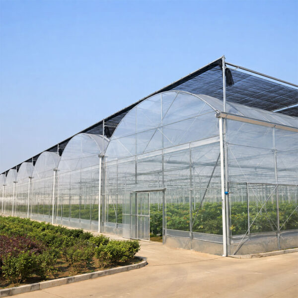 Commercial multi span greenhouse for large scale vegetable production