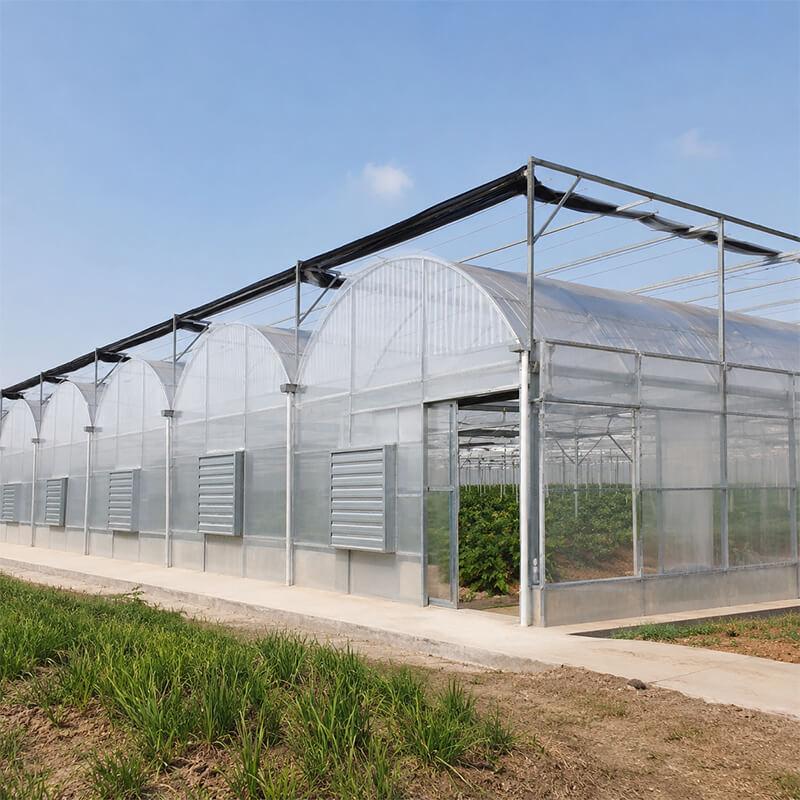 Commercial multi span greenhouse for large scale vegetable production